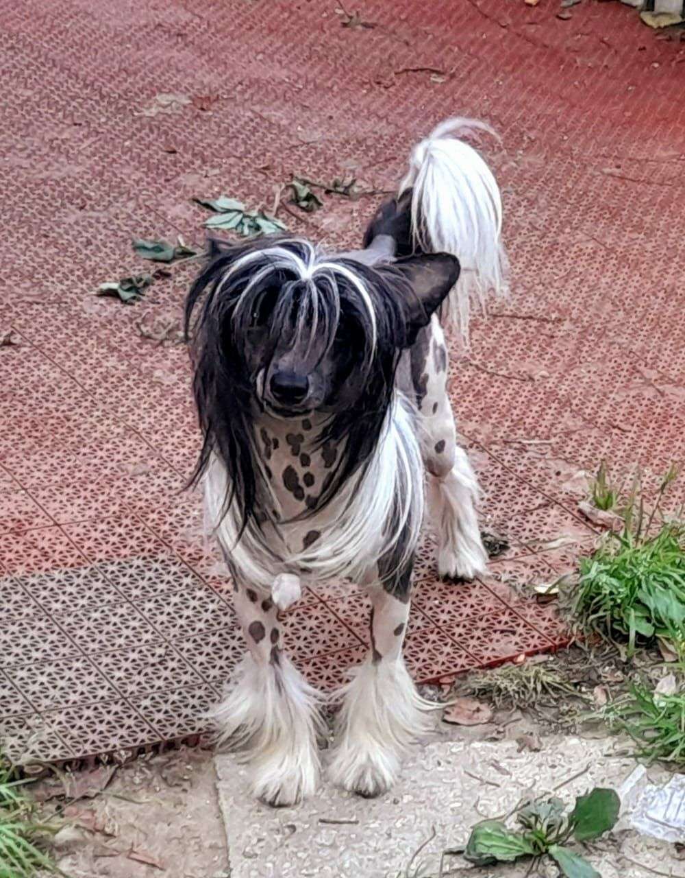 Pigmalion Winning Smile