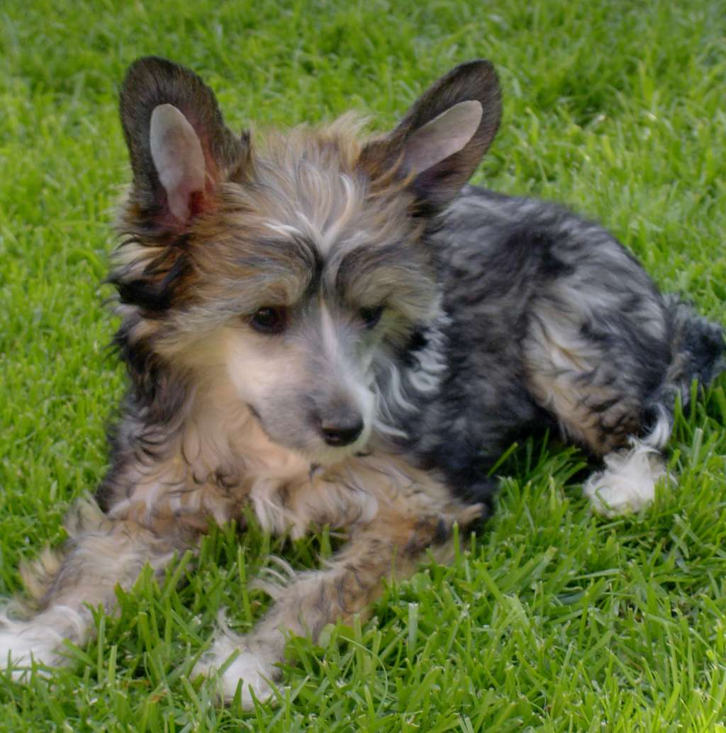 Porter Rhodes Sealsa