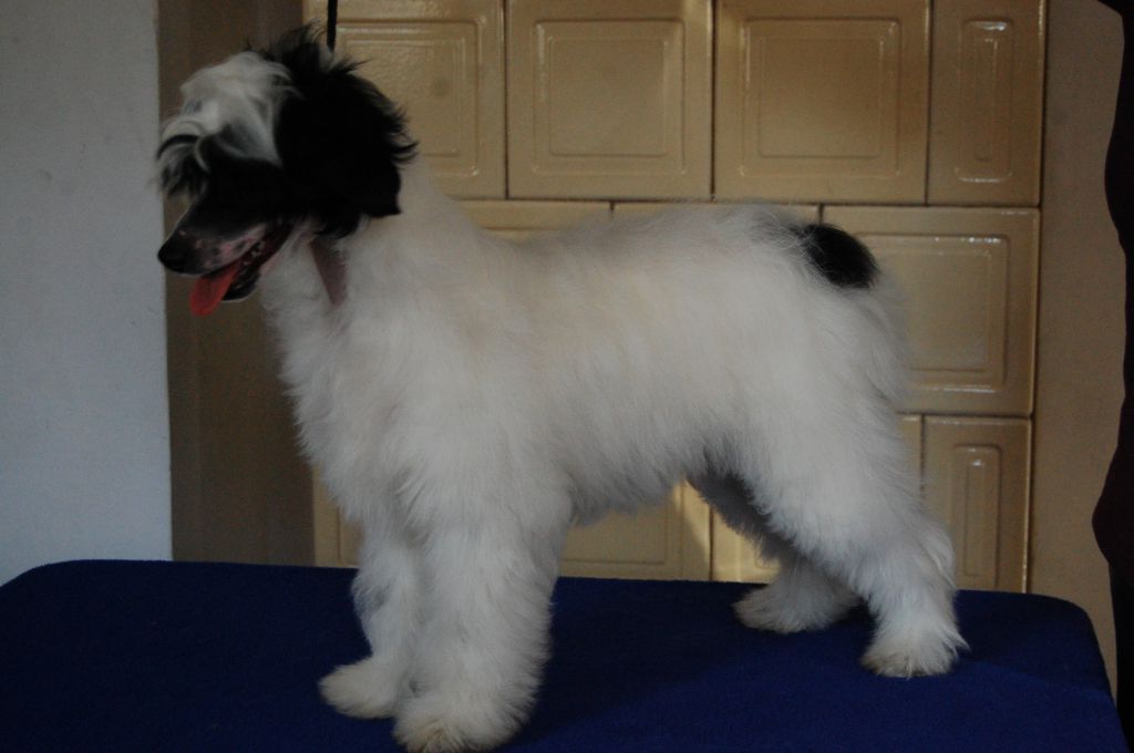 Hossa-vija Dalmacjusz Qvintus