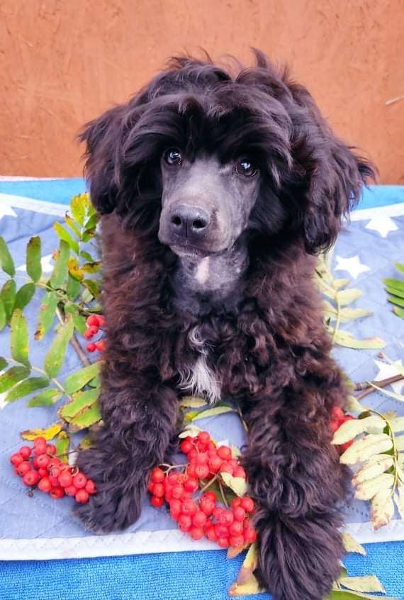 Perl Magic Yagodka Chernichka