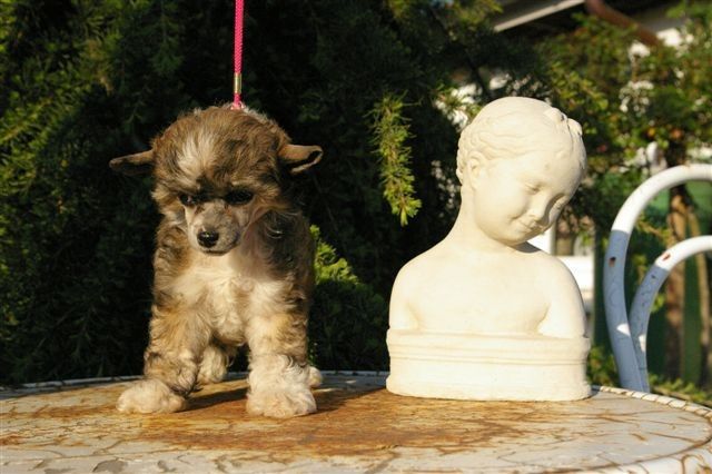 Non Plus Ultra von Shinbashi