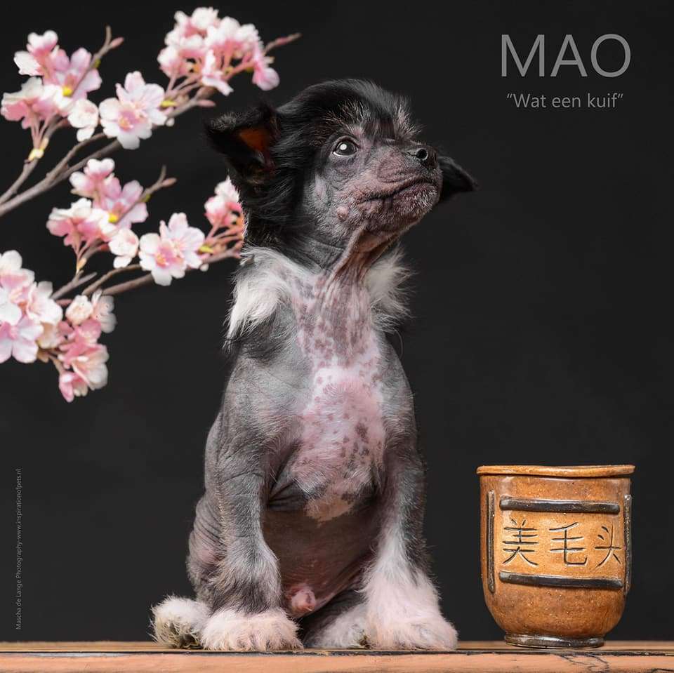 Mei mao tou Trishablue