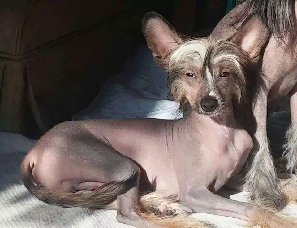 Tri-Lovin's Adamantium