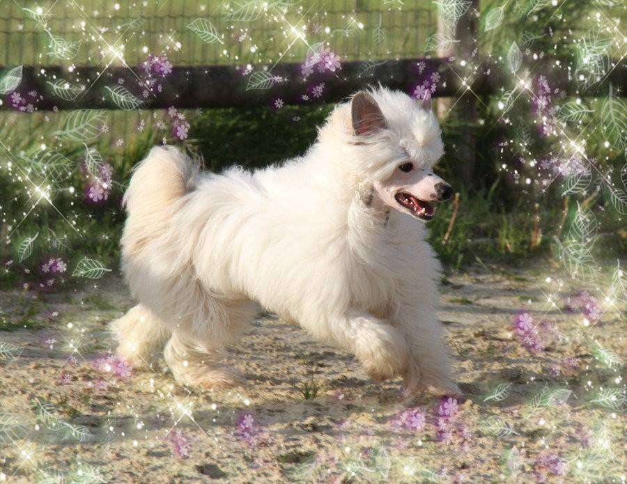 Golden Sunrise of Blue Champagne