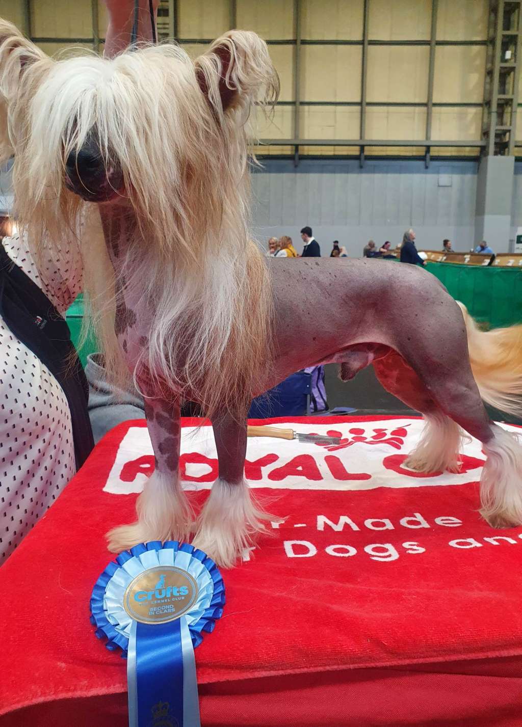 Be My Dog's Vote For Mr Red via Epiphany