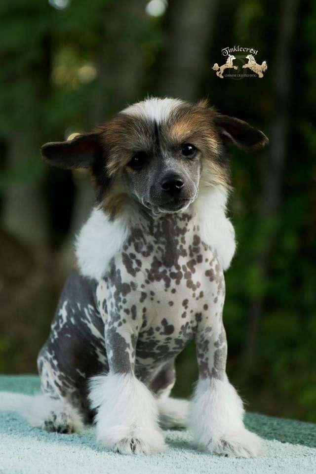 Tinklecrest Elegant Lady