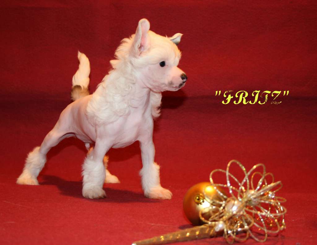 Apriori  Vip Fenix  for Sothis