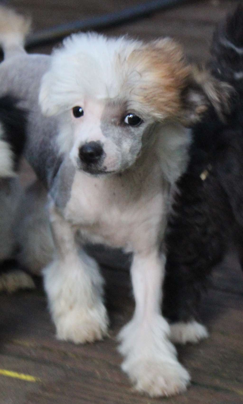 Vii Peaks You Had Me At Aloe