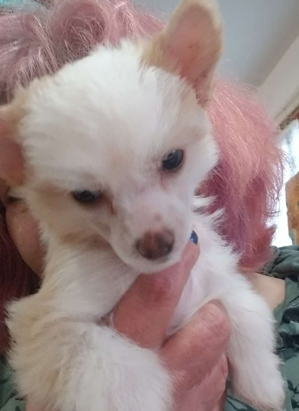 Dazzles Darling Little Fae