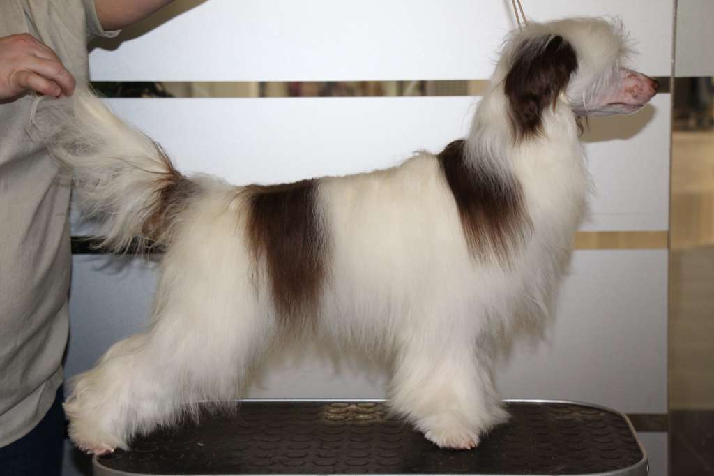 Opus Palmare Clondike