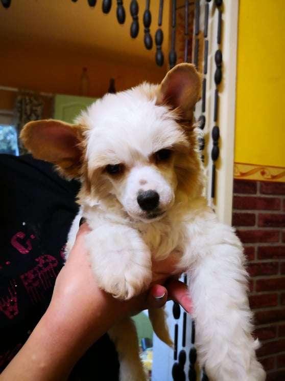 Fundoklia-völgyi Kaszanics Cosmo