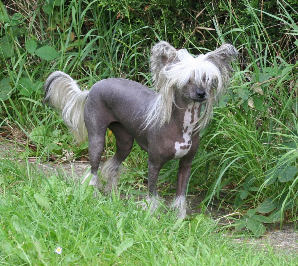 Starside Clio from Tamarsh