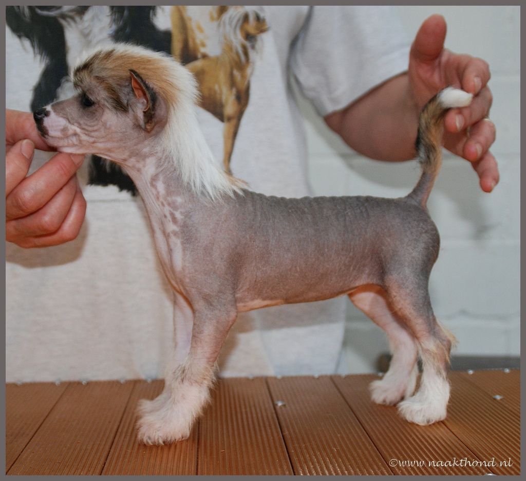 La Bella Vita of Roxy's Pride