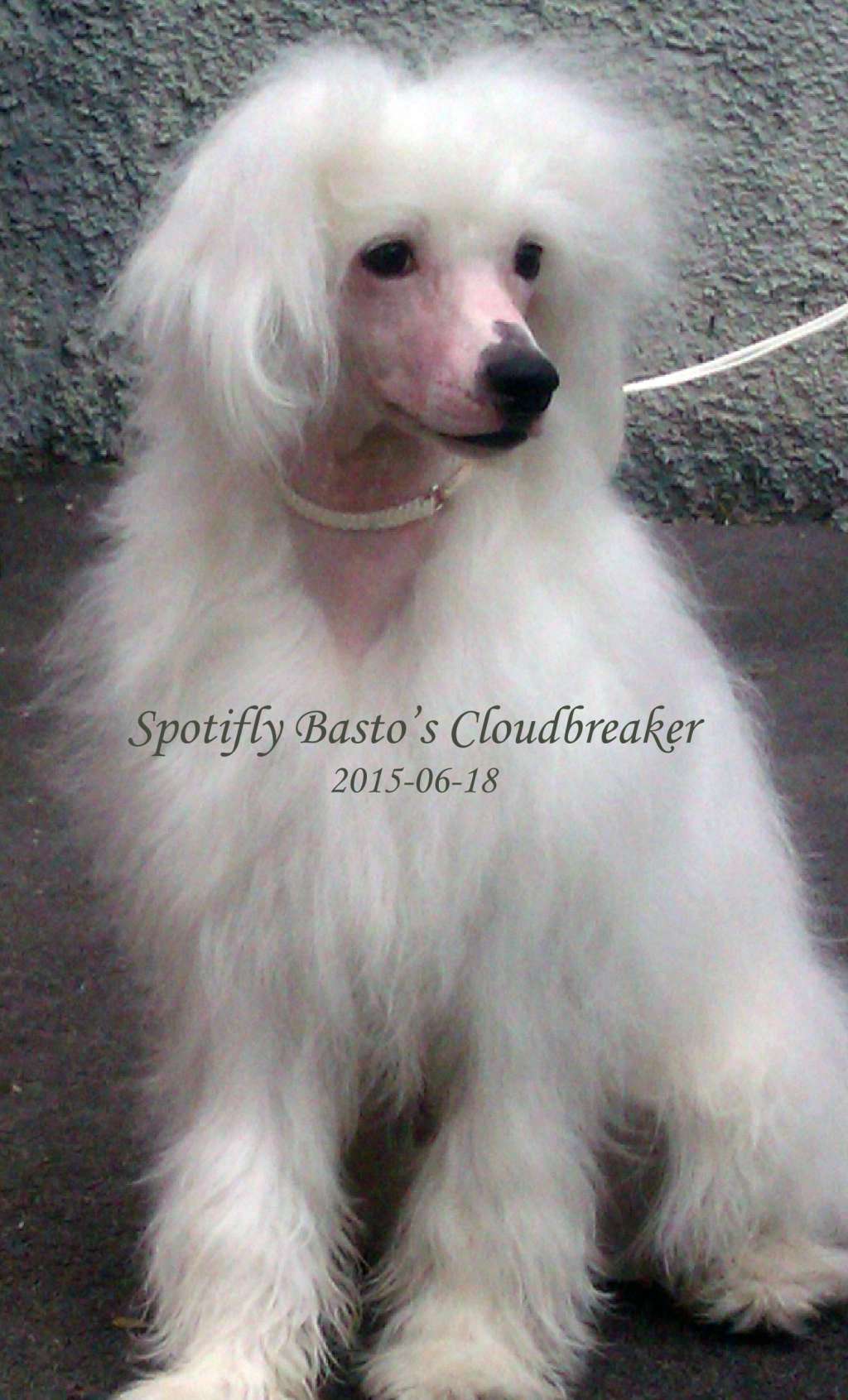 Spotifly Basto's Cloudbreaker