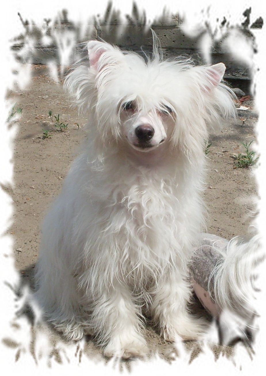 Edmayr Pani Pikolleta