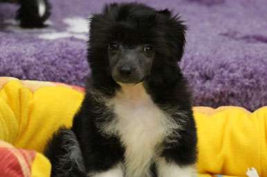 Show Galaktika Teddi