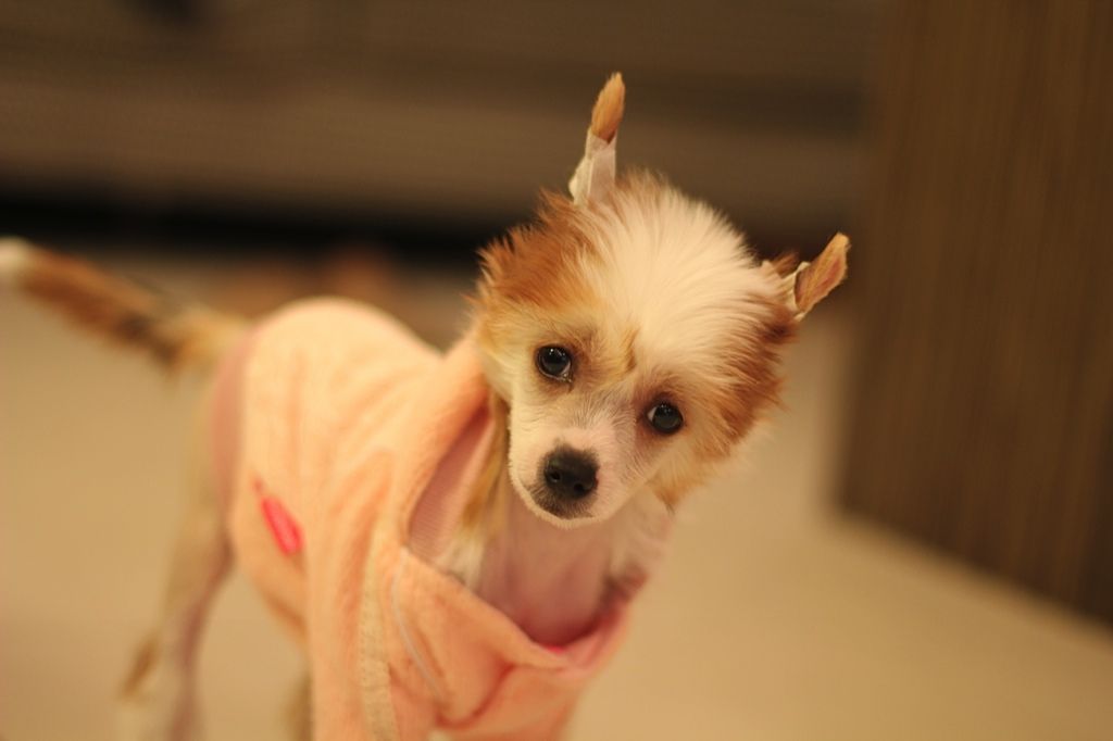 Monidgi Sayuri Nitta