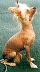 Paris Panthere Floraly du Domaine des Perles Noire