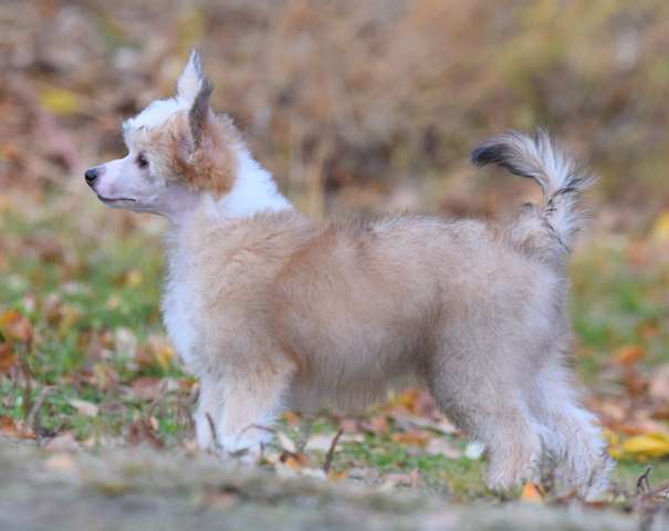 Artic Flyer's Just A Lady