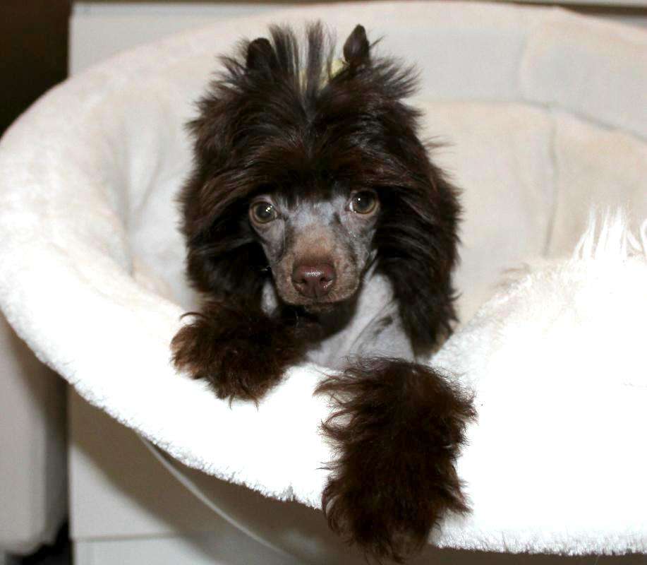 Diamonds Rihanna vom Elfental