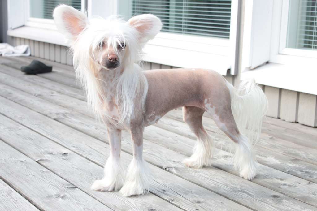 Allegranden Jotain Kaunista Ja Hyvää