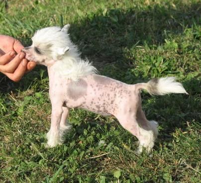 Stars at Sea Happy Feet