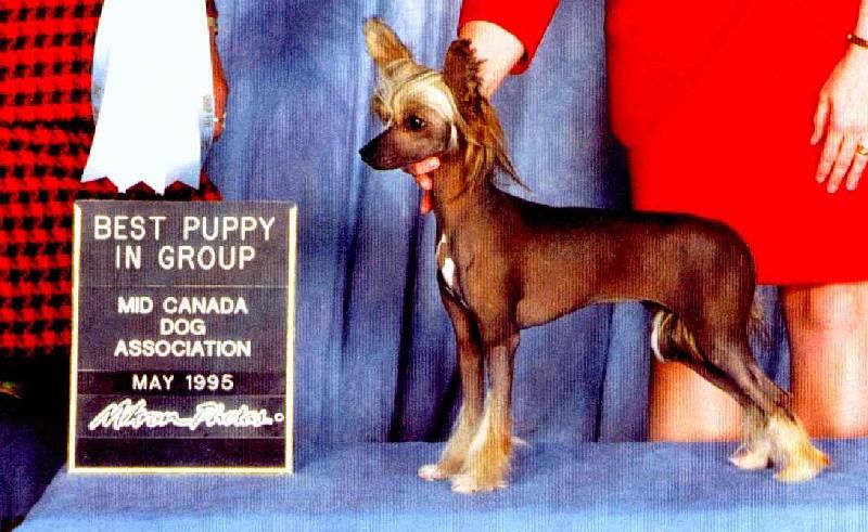 Pahlavi Cinnamon Buns