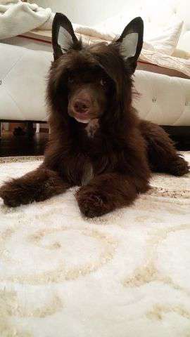 Kanis Ventus Chantal Leroy PRA,PLL - clear