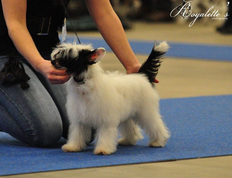 Yunao's Gariou Ghano