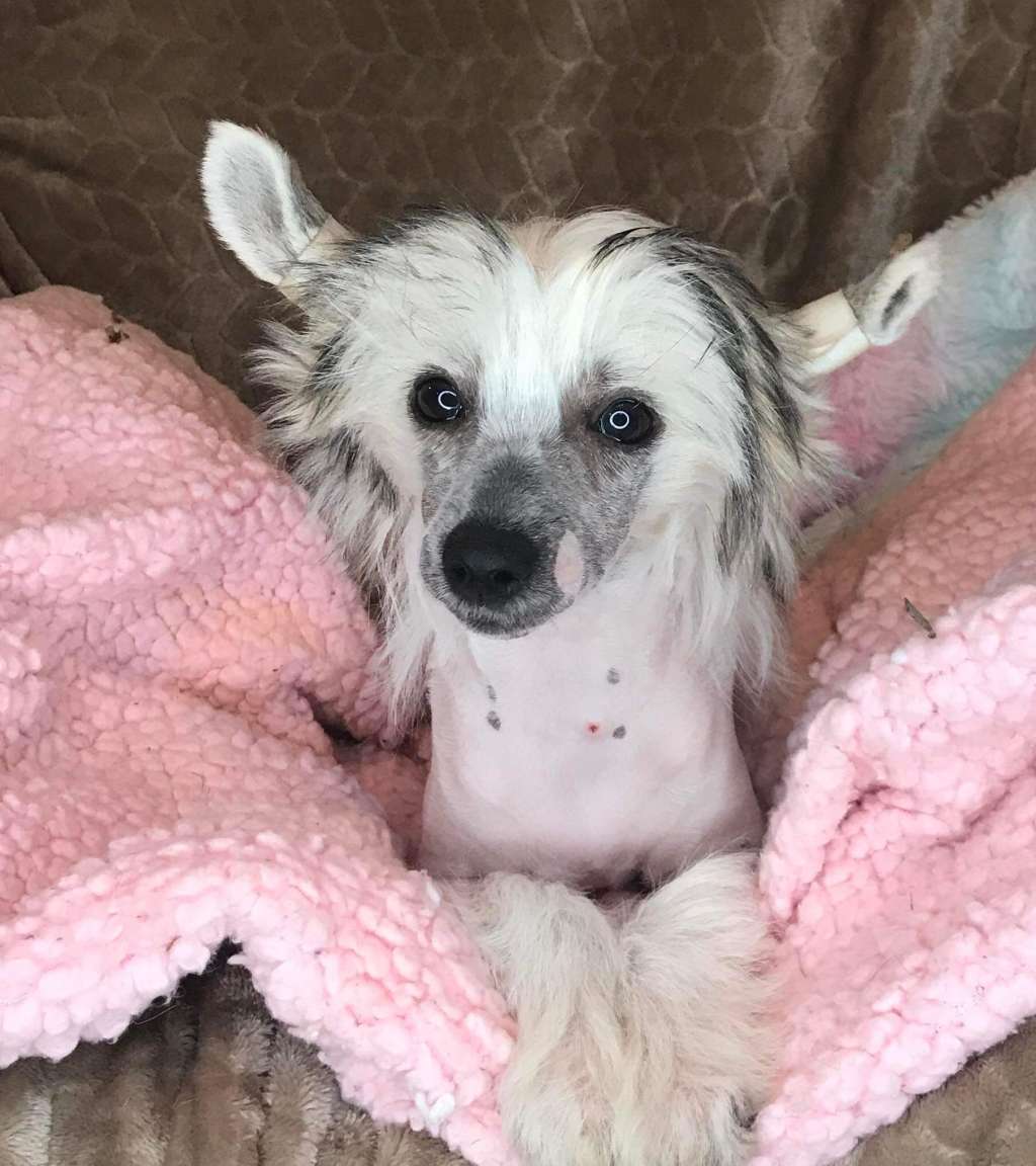 Flying Colors Dancing Queen