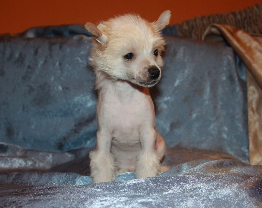 Olegro Katrin Stalker