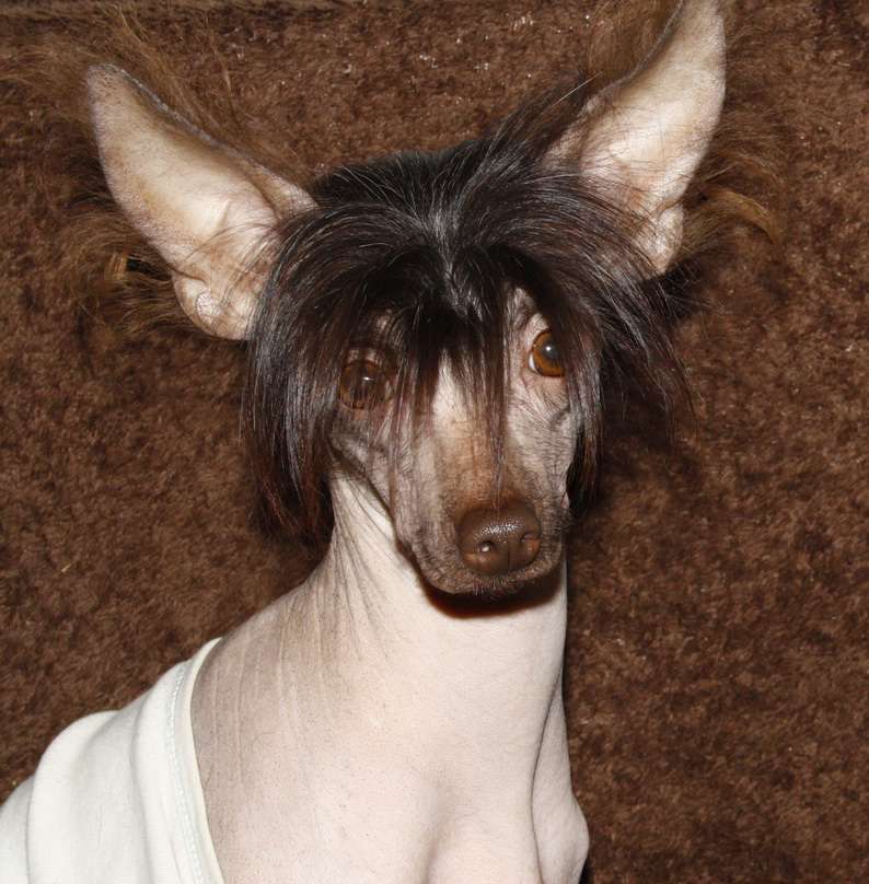 Bi-lav plus CANDI Sweet Daydream