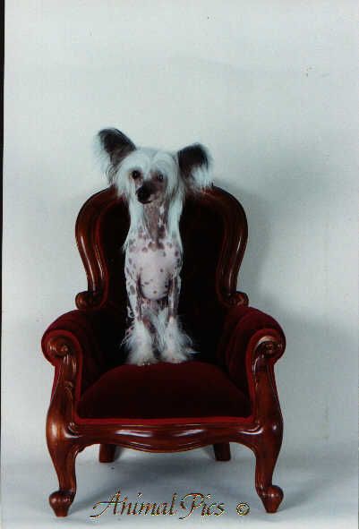 Mohawk Shelby Special