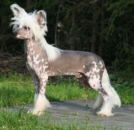 Sun Dan Pain In The Ass