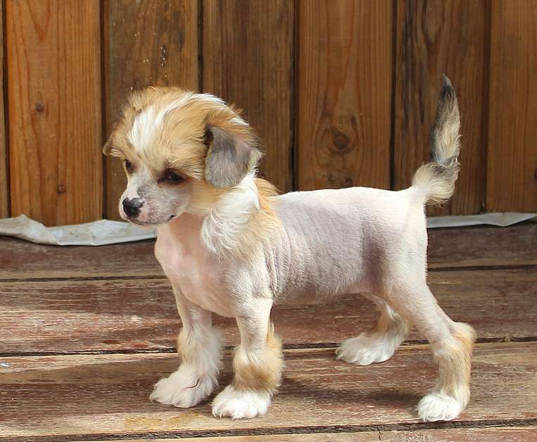 Angel O' Check Yantarina Miniatura Clab