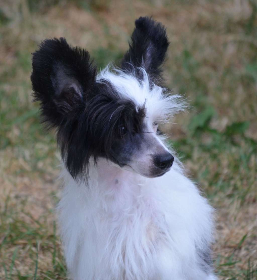 Magic of Success Gem Stown