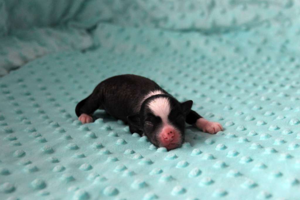 Astral Glossing Stars