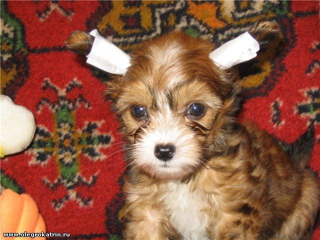 Olegro Katrin Runaway Angel