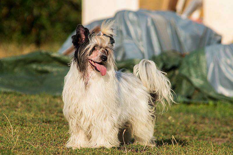 Golden glow - Geoffrey z Valdorfskych lesu