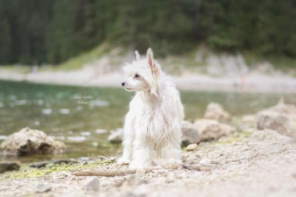 CC Top Exclusive Fiona