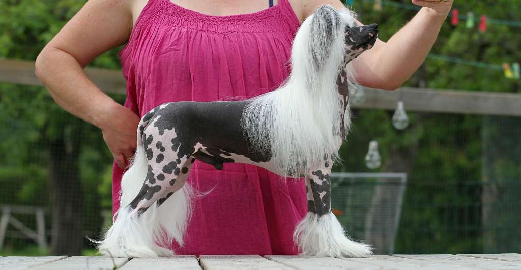 Jean Dark How Do You Do