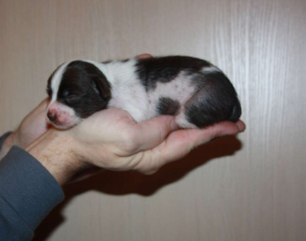 Yahont Brown Diamond