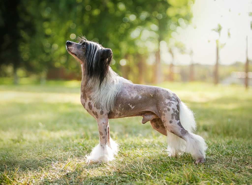 Bi-lav Plus OPUS Dogland Happy