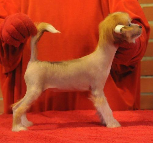 Sasquehanna (FCI) Sardela