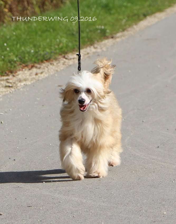 Thunderwing Suede Shoes For Salsa