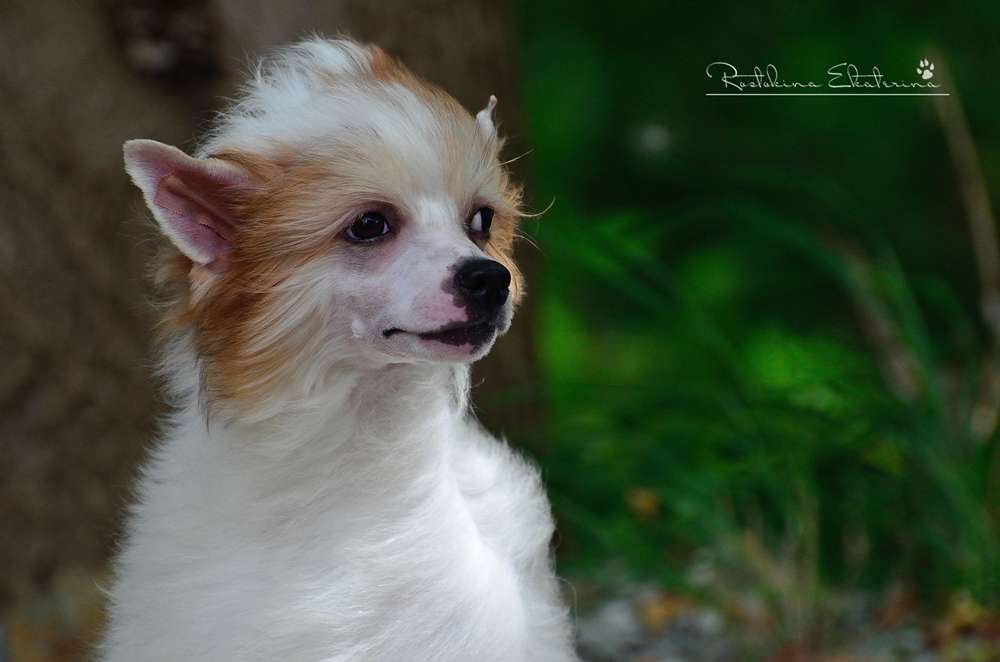 Elance Louange  Chesler