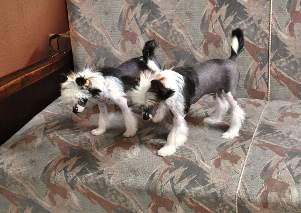 Fundoklia-völgyi Kaszanics N' Amarilla