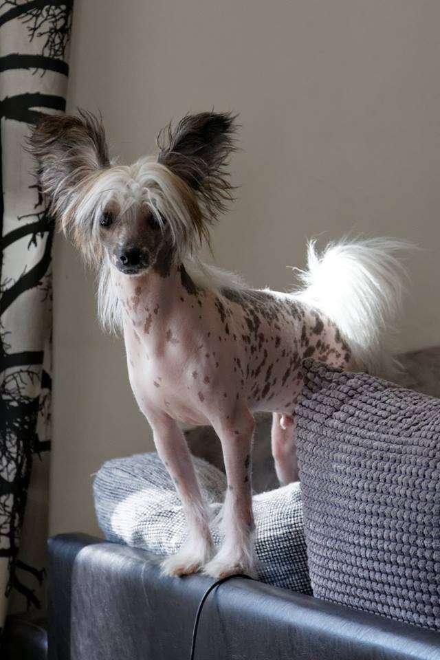 Stormblåstens Manastorm