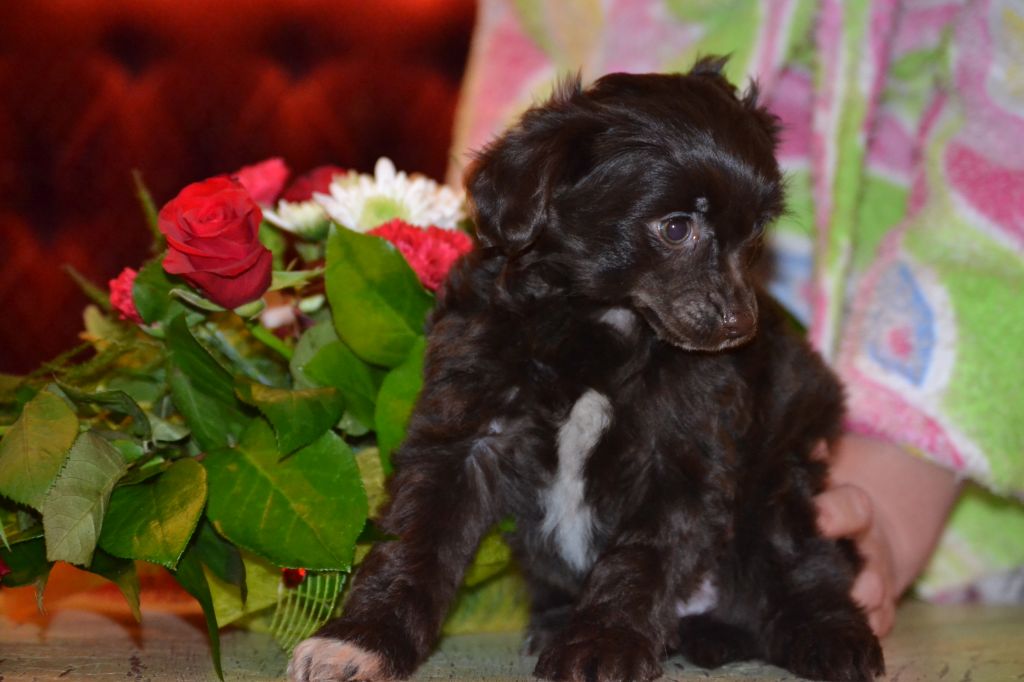 G........ Baroque Chinese Horse