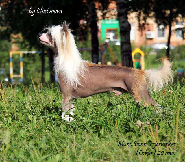 Mano Ponis Fejerverkas